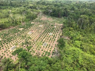 Operação da PF erradica plantações de maconha no MA