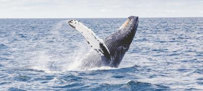 Baleias podem ajudar a combater a mudança do clima