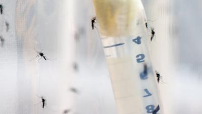  Vacina da dengue já está na última etapa de testes 