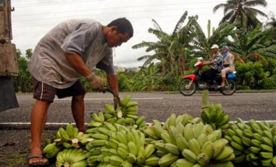 ONU tenta reverter efeitos de doença que ameaça plantações de bananas