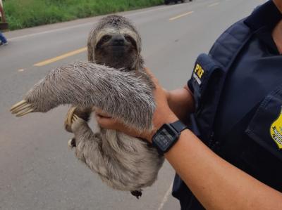 bicho preguiça