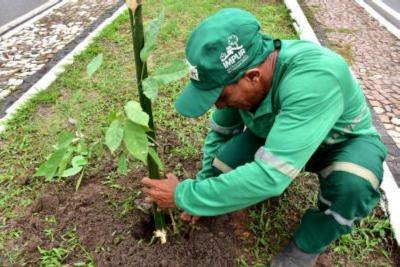 jardineiro trabalha em arboziração