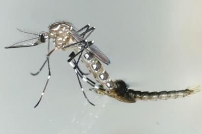 Saúde lança campanha de combate ao mosquito Aedes aegypti
