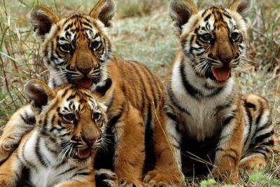 filhotes de tigre