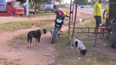 Casos de leishmaniose chegam a 136 no Maranhão