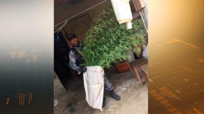 PM apreende plantação de maconha no quintal em Tuntum