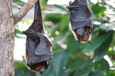  Estudo aponta relação de 96,2% entre covid e morcego-ferradura 