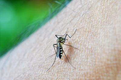 MA registra 5,5 mil casos prováveis de dengue em 2019