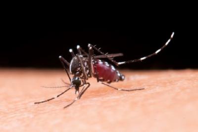 Santa Inês: estudo monitora focos do mosquito Aedes aegypti