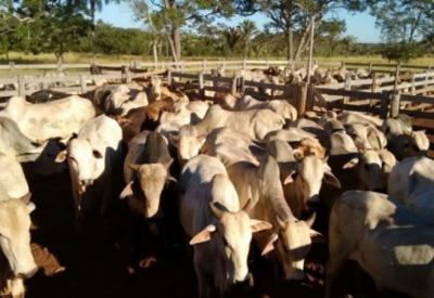 Abate de bovinos tem queda de 8,5%, anuncia o IBGE