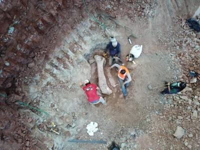 Fóssil de dinossauro gigante é encontrado no Maranhão 
