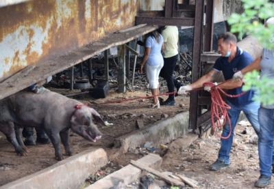 Ministério Público do MA realiza operação em criadouro clandestino de porcos 