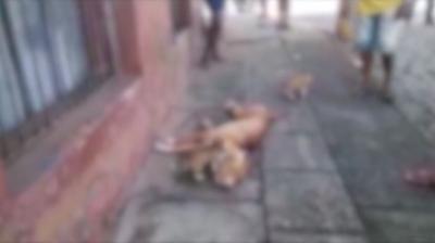 Conduta de policial que matou cadela em São Luís é investigada