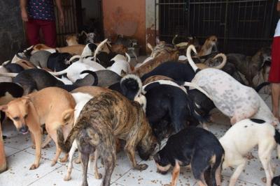 Ação resulta na retirada de cães da residência de idosa em São Luís