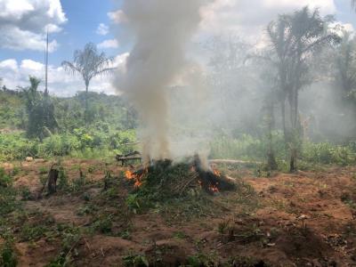 PF incinera cerca quatro toneladas de maconha no Maranhão