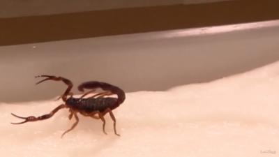 Aparecimento de escorpiões preocupam moradores de Bacabal