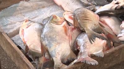 Medo da doença da Urina provoca queda na venda de pescado no MA