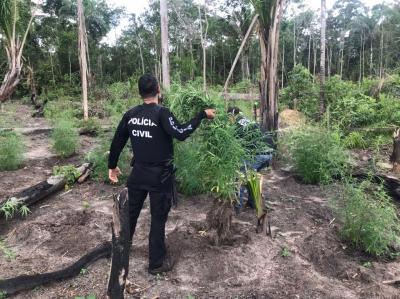 Polícia destrói plantação de maconha em Governador Nunes Freire