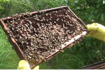 Carolina: Rota do Mel atrai turistas e entusiastas pela apicultura