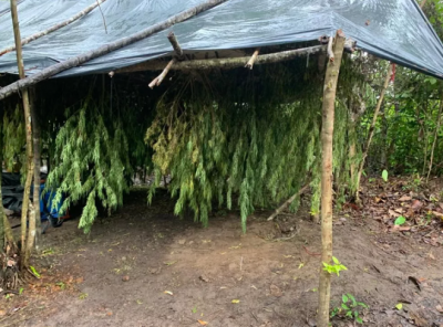 Polícia Civil localiza e destrói plantação de maconha no Maranhão