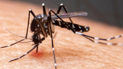 Vacina contra dengue produz anticorpos em mais de 90% dos imunizados