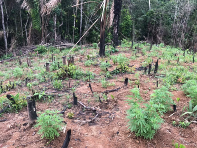 Plantação de maconha é localizada e destruída no município de Turiaçu