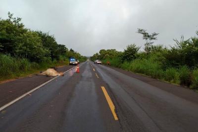 Motociclista morre após atropelar animal na BR-316 em Caxias