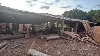 PF realiza operação contra extração ilegal de madeira em Barra do Corda