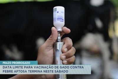 Prazo de vacinação bovina e bubalina termina neste sábado (17)