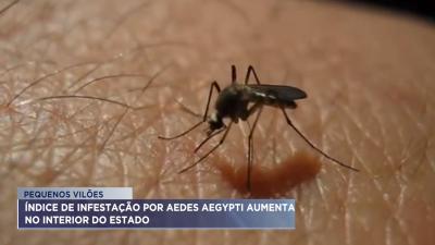 Infestações por Aedes aegypti aumentam no interior do MA