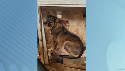 Denúncia: cães são abandonados em casa na capital maranhense