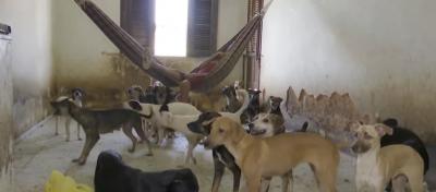 Idosa convive com 130 cachorros em péssimas condições no MA