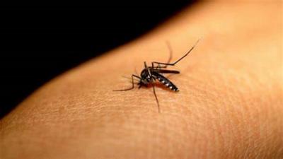 Período chuvoso exige maiores cuidados com a dengue; confira