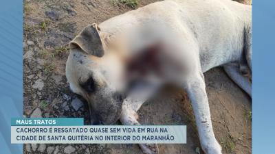 Santa Quitéria: cachorro é resgatado quase sem vida em via pública 