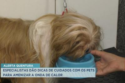 Especialistas alertam para cuidados com animais no período de altas temperaturas