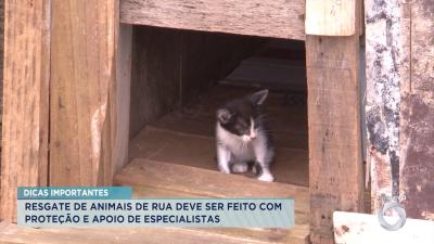 Veja dicas importantes para saúde dos animais domésticos