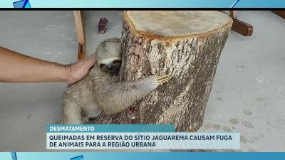Queimadas em reserva do Sítio Jaguarema causam fuga de animais para a região urbana