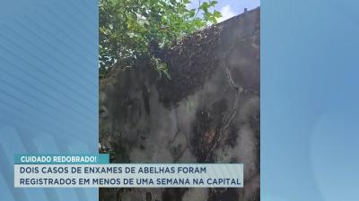 Dois casos de enxames de abelhas foram registrados em menos de uma semana em SL