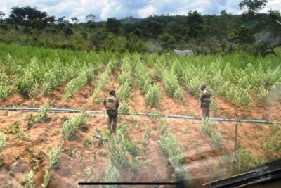 Jenipapo dos Vieiras: forças de segurança encontram mais de 300 mil pés de maconha 