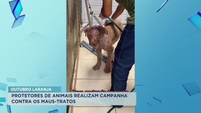 Outubro Laranja em combate aos maus-tratos em animais