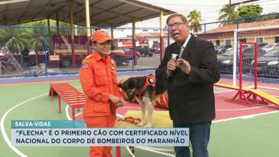 Flecha: conheça o 1º cão-bombeiro do Maranhão com certificado nacional