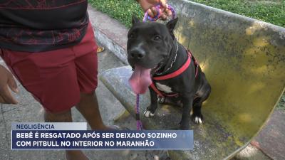 MA registra casos de negligência com crianças deixadas com animais