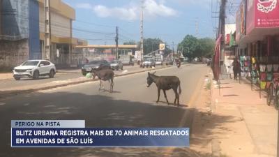 Blitz Urbana registra mais de 70 animais resgatados em avenidas de São Luís 