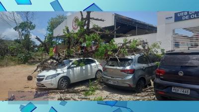 Árvore cai em cima de carros estacionados em Paço do Lumiar