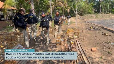 PRF aprende mais de 400 aves silvestres no interior do MA