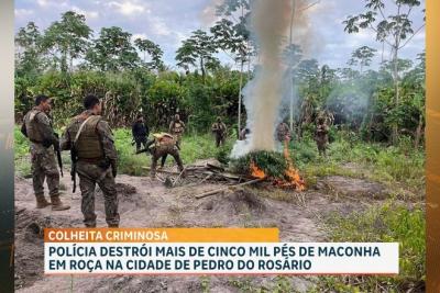 Pedro do Rosário: forças de segurança destroem cerca de 5 mil pés de maconha