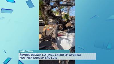 Árvore desaba e atinge carro em avenida movimentada em São Luís 