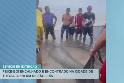 Tutóia: Peixe-Boi encalhado é encontrado em uma praia por pescadores 