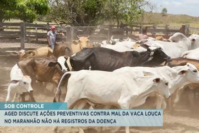 AGED discute ações preventivas contra o mal na Vaca Louca no MA