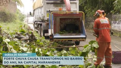 Chuva provoca queda de arvore no bairro Anil, em São Luís 
